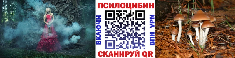 гидра tor  Ставрополь  Псилоцибиновые грибы Cubensis  где продают наркотики 